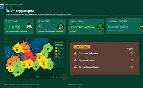 Муниципалитеты Ленобласти увеличили площади обработки от борщевика на 25%