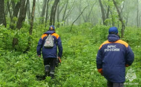 Более 80 раз за неделю спасатели отправлялись на помощь попавшим в беду в лесах Ленобласти