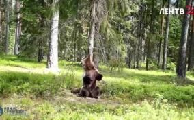 Медвежонок из Нижне-Свирского заповедника готовится к своей первой самостоятельной зимовке