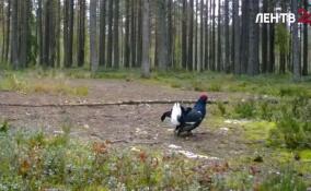 Во Всеволожском районе начали токовать тетерева