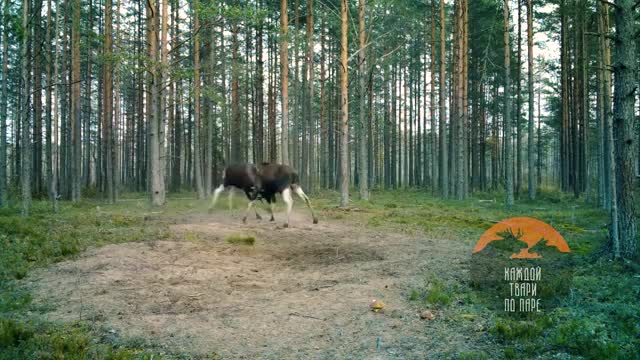 В Ленобласти у лосей стартовал гон