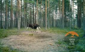 В Ленобласти у лосей стартовал гон