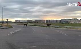 В Ленобласти начался активный период гона у лосей