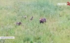 Медведи Ленобласти приступили к зажировке