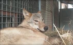 Спасенный волк Вепс переехал в новый просторный вольер в центре «Велес»