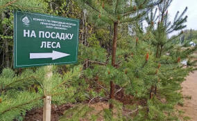 Новый лесной участок высадят в Тосненском районе 26 сентября