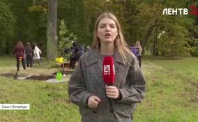 В Александровском парке посадят саженец-преемник двухсотлетнего дуба