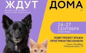 Выставка‑пристройство «Ждут ДОМа» в Санкт‑Петербурге