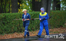 Пасмурно, ветрено и прохладно: прогноз погоды в Ленобласти на 26 сентября