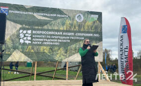 В Лисино-Корпусе высадили 8 тысяч елей в рамках акции «Сохраним лес»