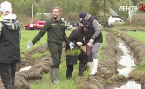 Больше тысячи человек по всей Ленобласти вышли на осеннюю всероссийскую акцию «Сохраним лес»