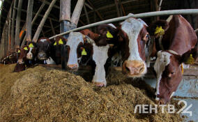Ленобласть благополучна по 141 болезни животных