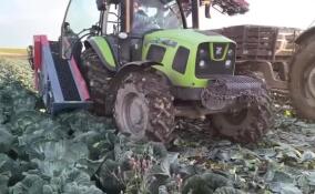 «Каждая минута без дождя – на счету»: губернатор показал, как аграрии Ленобласти спасают урожай