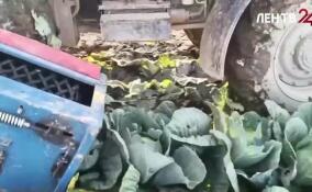 В Ленинградской области продолжается битва за урожай