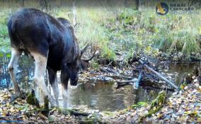 Лось в белых гольфах попал в объектив фотоловушки в Ленобласти