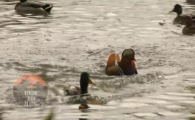 Редкую утку-мандаринку заметили на из водоемов в Петербурге