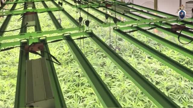Наркоплантацию с 200 кустами накрыли под Всеволожском