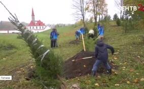 В Приоратском парке Гатчины волонтеры высадили 80 деревьев