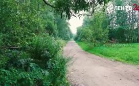 Вблизи Всеволожска и Кудрово создали особо охраняемую природную территорию «Ржевский лесопарк и Ковалевский лес»