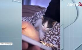 Пожарный Андрей Зелепукин поделился подробностями спасения котов из горящего дома в деревне Ковшово