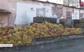 Дачники Ленобласти продолжают активно сдавать излишки урожая