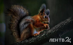 Облачно и до +12 градусов: о погоде в Ленобласти 23 октября