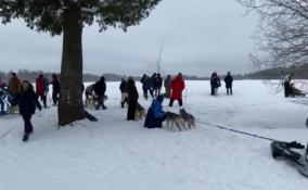 Областные соревнования по ездовому спорту проходят в Приозерском районе