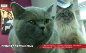 В России стартует перепись музейных котов