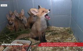 Центр "Велес" просит жителей Ленобласти пожертвовать на корм животным