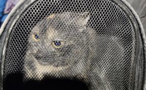 В Мурино волонтёры спасли котёнка, застрявшего в вентиляции заброшенного дома