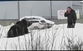 Медведь набросился на прохожего мужчину на улице в Нижневартовске