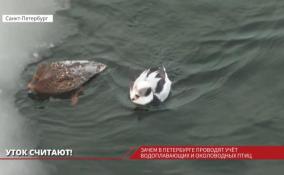 Зачем в Петербурге проводят учет водоплавающих и околоводных птиц