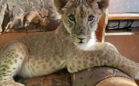В центр помощи диким животным «Велес» в Ленобласти привезли новую подопечную — львёнка Киру
