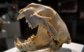 Из лаборатории научного института в Петербурге пропали черепа редких животных стоимостью 3,5 млн рублей