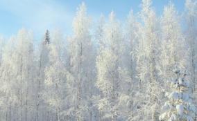 В Ленобласти 9 февраля синоптики обещают мороз и солнце