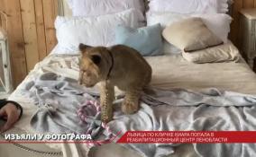 Львица Киара попала в реабилитационный центр Ленобласти