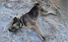 По факту гибели домашних собак в Тосненском районе назначена экспертиза