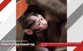 В ленинградском зоопарке подбирают имя для обезьянки