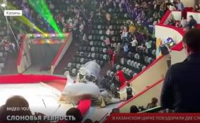 В Казанском государственном цирке повздорили две слонихи