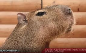 В Ленинградском зоопарке на свет появился детеныш капибары
