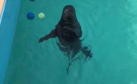 Тюлень Крошик устроил индийские танцы в своем бассейне