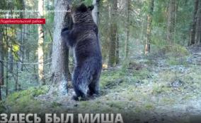 В Нижне-Свирском заповеднике на видео попал медведь, изучавший сообщения на
чесальном дереве