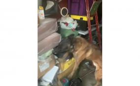 В Петербурге служебная собака Зайка нашла спрятанные в гараже наркотики