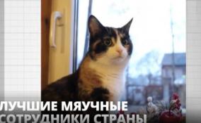Коты из Ленобласти стали лучшими в России по итогам
премии-переписи