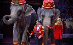 Более тысячи детей из Ленобласти посмотрели представление цирка на Фонтанке
