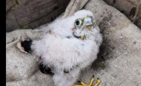 В Тайцах спасатели вернули выпавшего птенца в гнездо