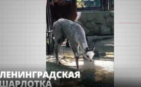 В Ленинградском зоопарке широкой публике показали юную альпаку