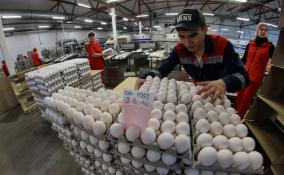 Гендиректора птицефабрики в Выборге подозревают в совершении налогового преступления