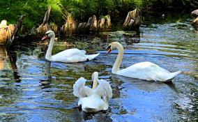 В Гатчинском пруду две претендентки устроили схватку за крыло и сердце лебедя Гоши
