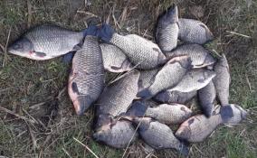 Рыбак нелегально поймал больше 40 рыб в Кургальском заказнике